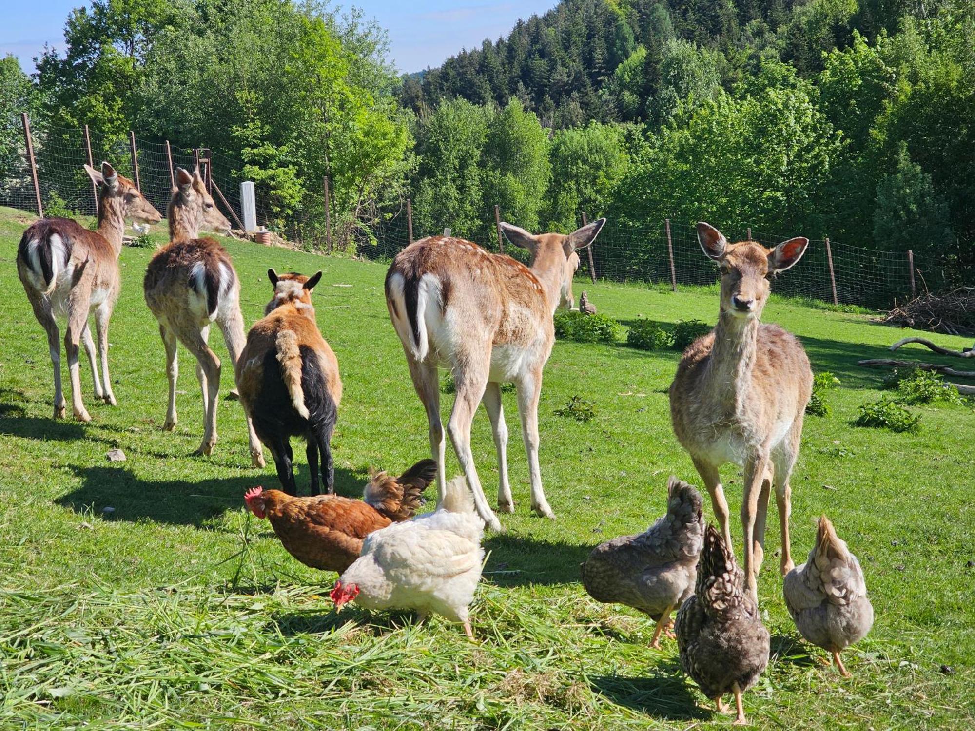 Osada Mala Kozowka Villa Myslenice Luaran gambar
